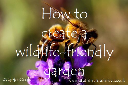 How to create a wildlife-friendly garden